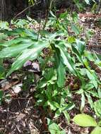 Image of Arisaema thunbergii subsp. urashima (H. Hara) H. Ohashi & J. Murata