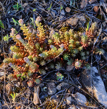 Слика од Petrosedum ochroleucum (Chaix) Niederle