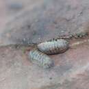 Imagem de Armadillidium marmoratum Strouhal 1929