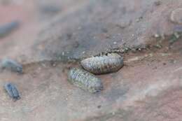 Image of Armadillidium marmoratum Strouhal 1929