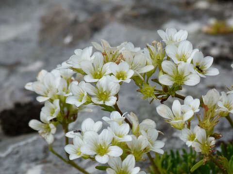 Слика од Saxifraga canaliculata Boiss. & Reuter ex Engler