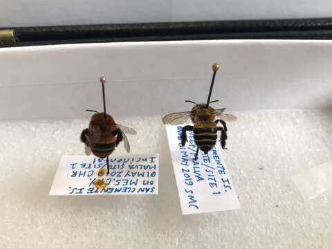 Image of San Clemente Digger Bee