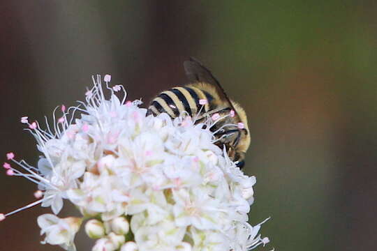 Image of Colletes slevini Cockerell 1925