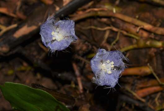 Image de Geogenanthus rhizanthus (Ule) G. Brückn.