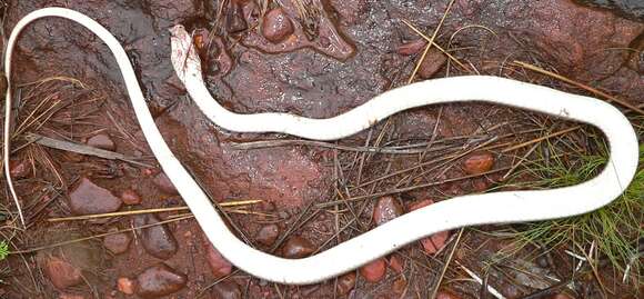 Image of Psammophis brevirostris Peters 1881