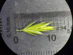 Image of hard fescue