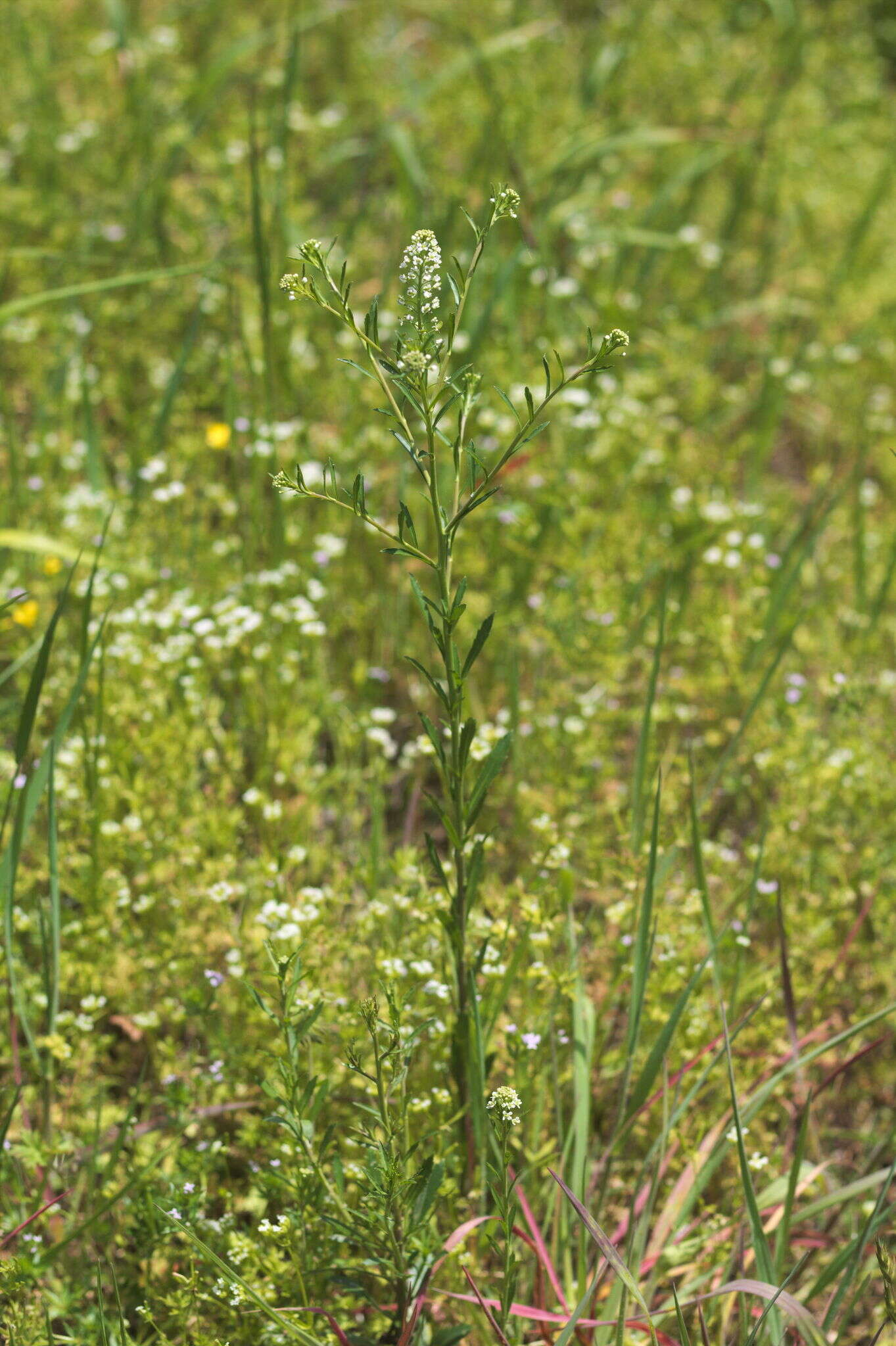 Image of Virginia pepperweed