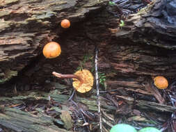 Image of Gymnopilus picreus (Pers.) P. Karst. 1879