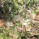 Image de Lomatium orientale Coult. & Rose