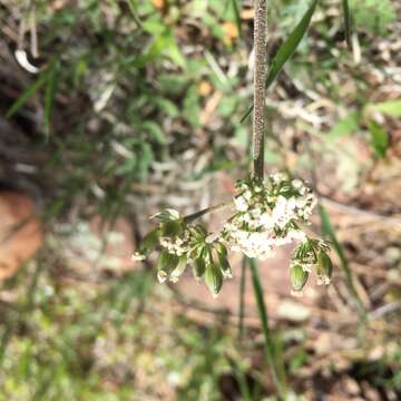 Imagem de Lomatium orientale Coult. & Rose