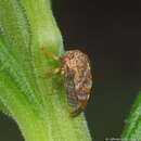 Imagem de Cyrtolobus clarus Woodruff