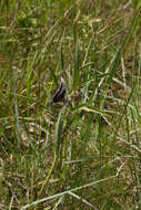 Image of longleaf milkweed