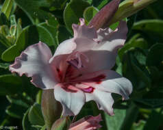 Image of Gladiolus carneus D. Delaroche