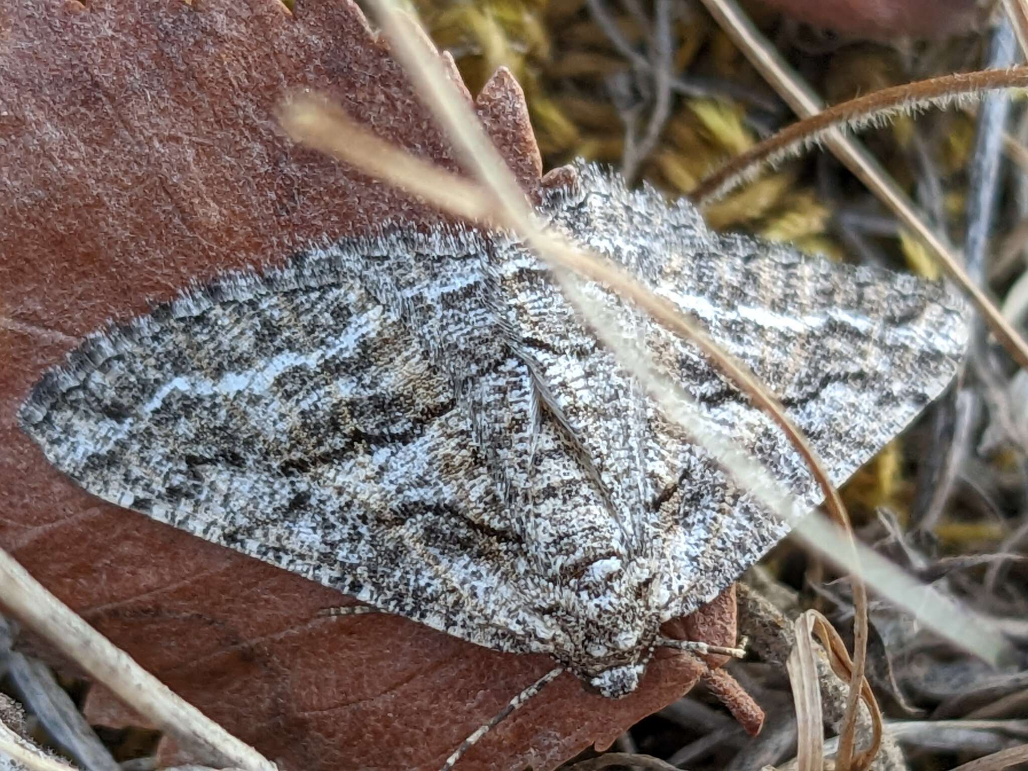 Plancia ëd Calamodes occitanaria Duponchel 1829