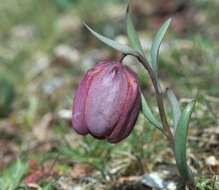 Image of Fritillaria tubaeformis subsp. tubaeformis