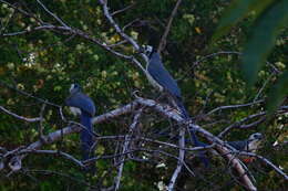 Image of Magpie-jay