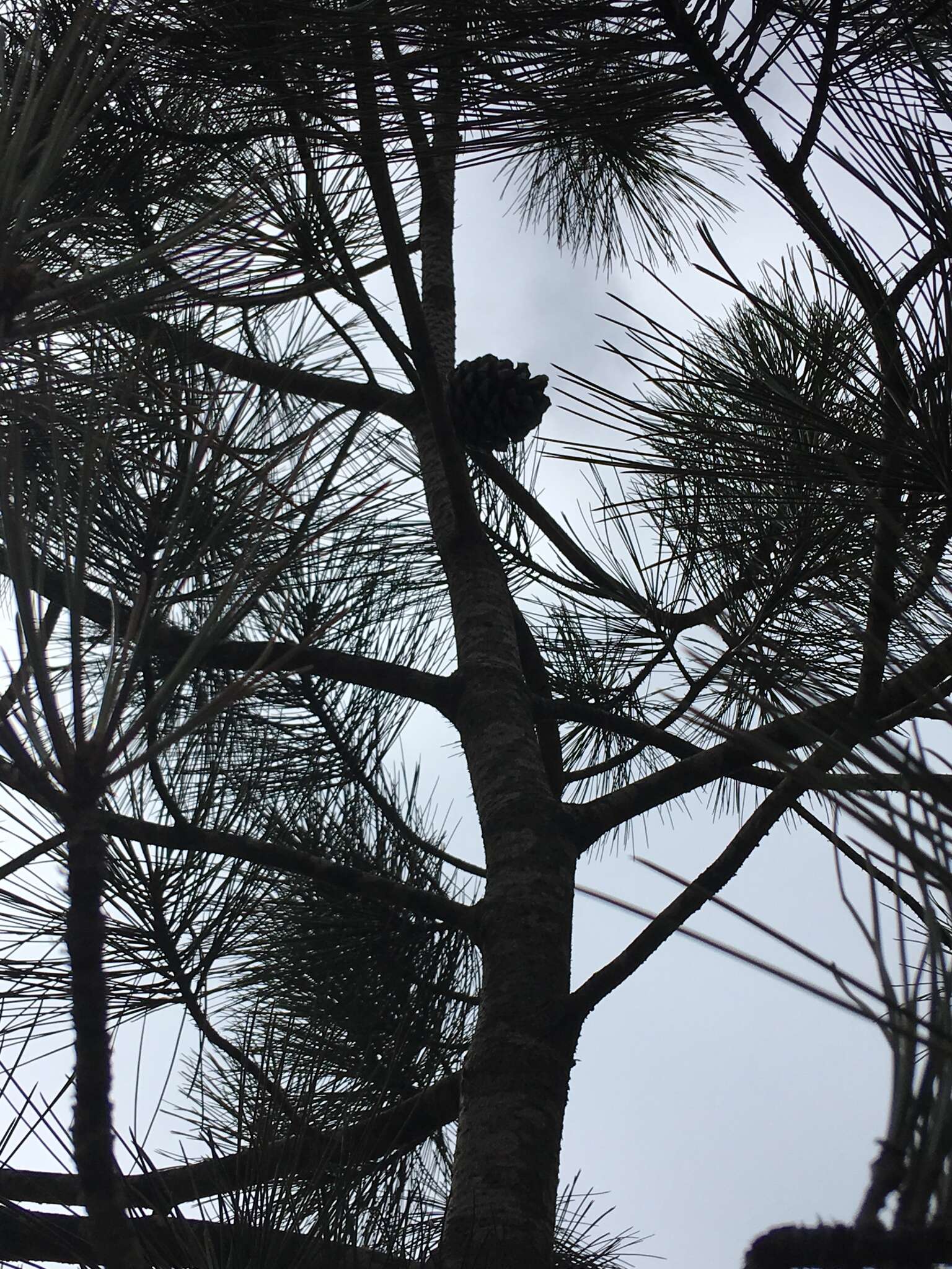 Image of Torrey pine