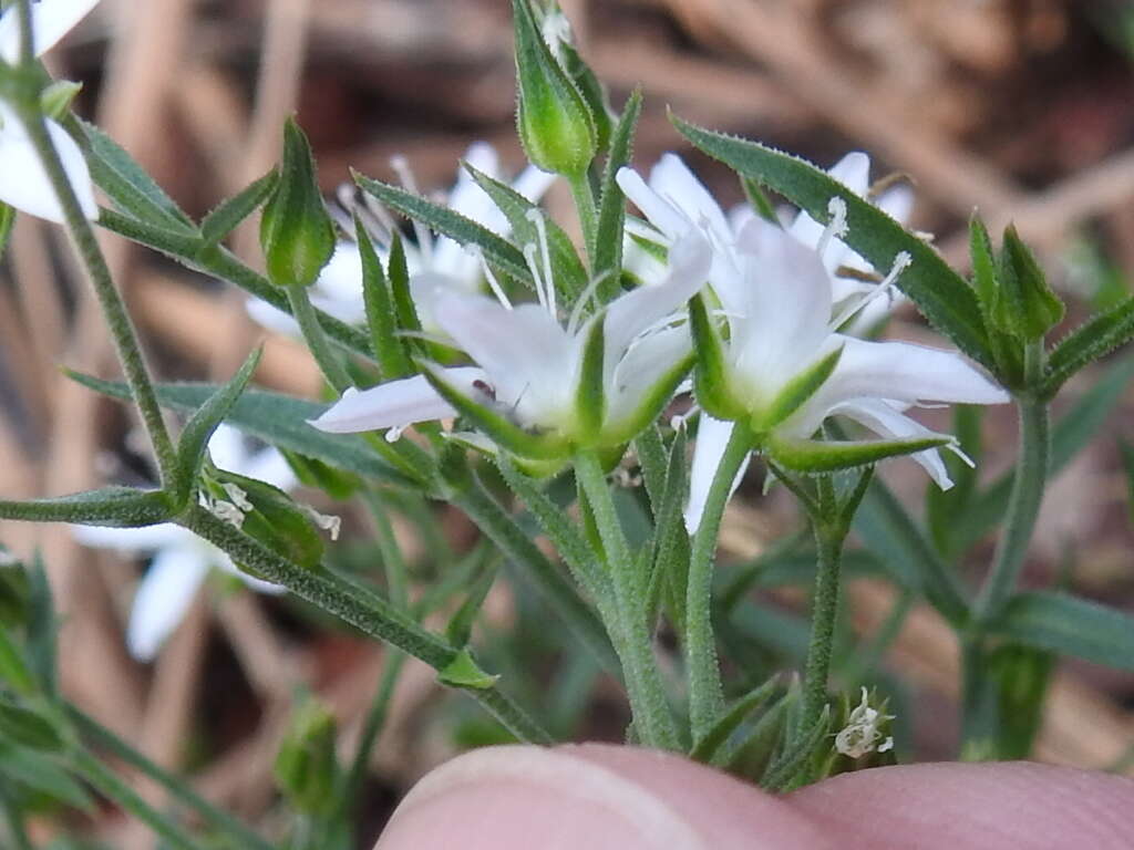 Image of Spreading Sandwort