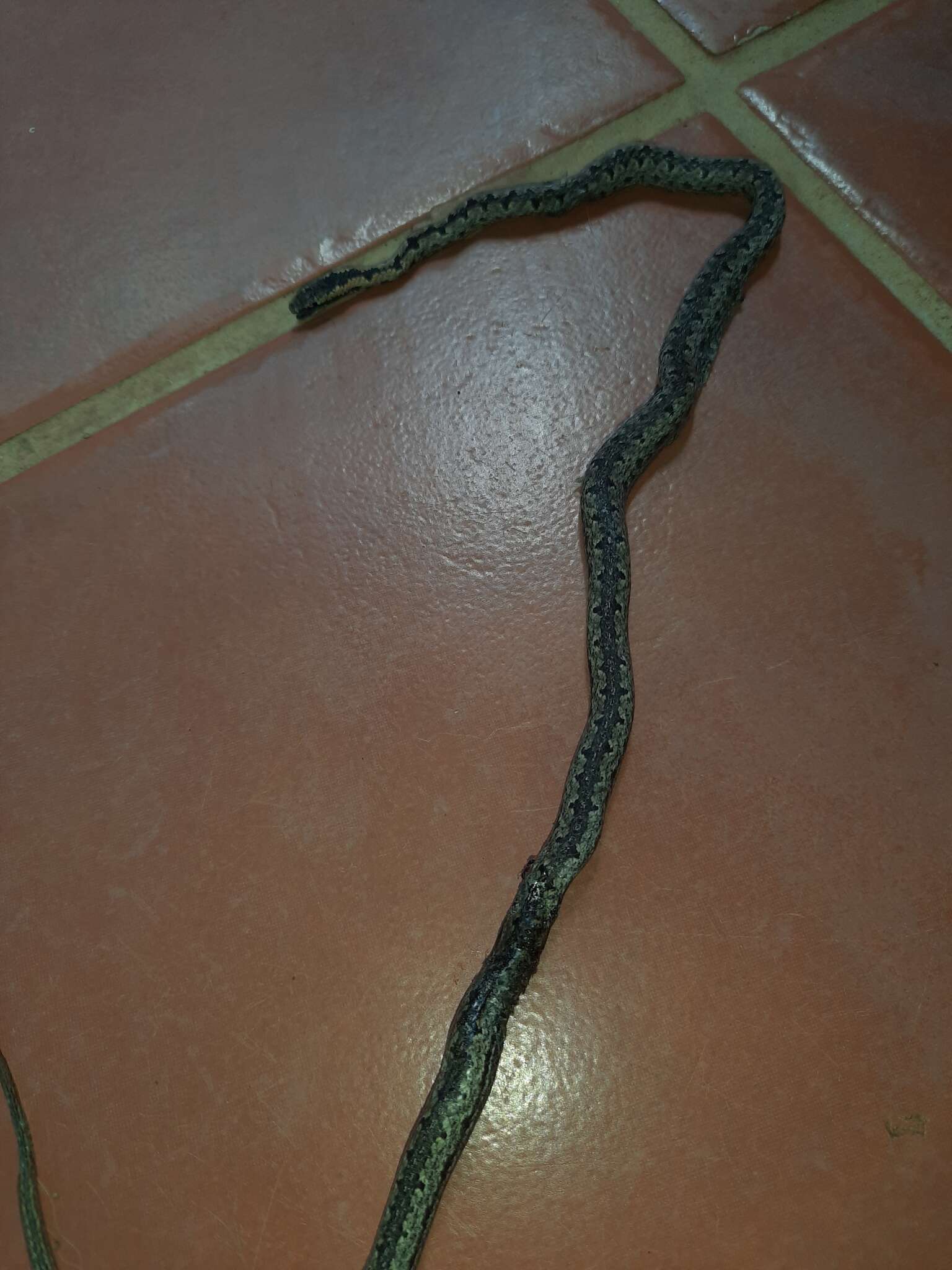 Image of (South-) Eastern Bark Snake