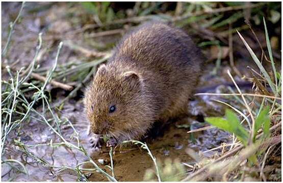 Image of Southern Water Vole