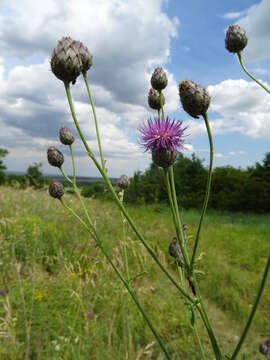 Image of Centaurea scabiosa subsp. apiculata (Ledeb.) A. D. Mikheev