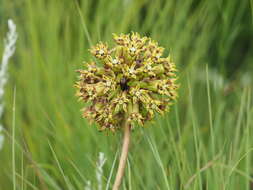 Image of Asclepias macropus (Schltr.) Schltr.