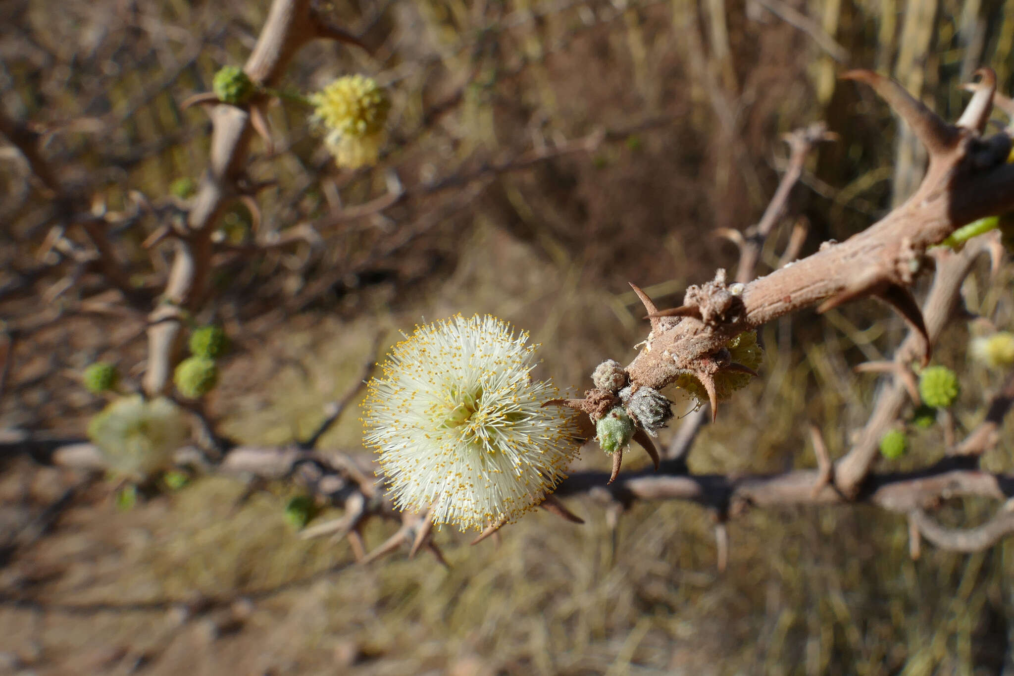 Sivun Vachellia hebeclada subsp. hebeclada kuva