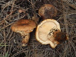 Image of Tricholoma focale (Fr.) Ricken 1914