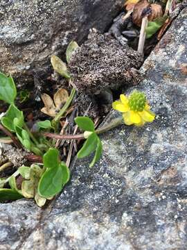 Image of pygmy buttercup