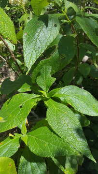 Image of Montanoa tomentosa var. microcephala (Sch. Bip.) B. L. Turner