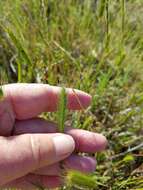 Hordeum depressum (Scribn. & J. G. Sm.) Rydb.的圖片