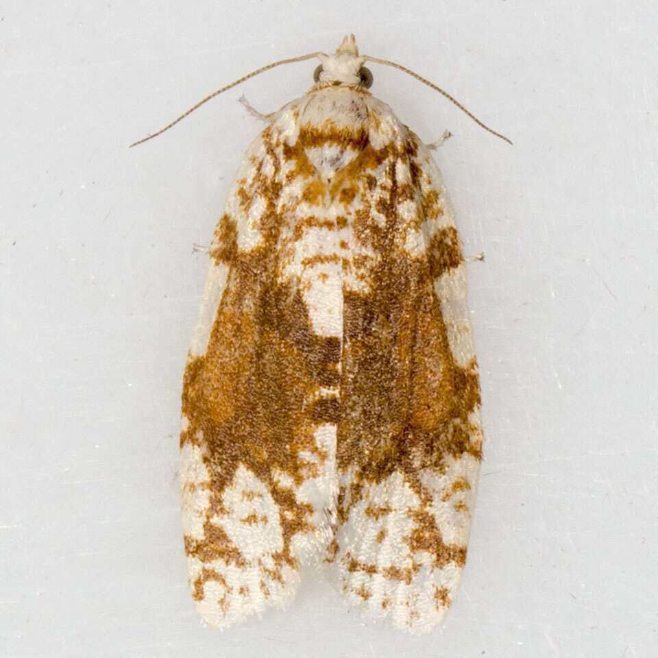 Image de Argyrotaenia alisellana Robinson 1869