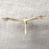 Image of Plume moth