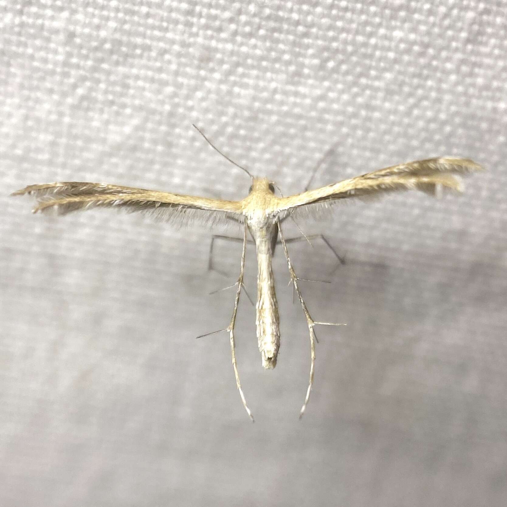 Image of Plume moth