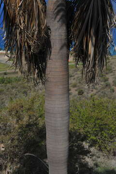 Image of Coccothrinax fragrans Burret