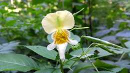 Image of Impatiens edgeworthii Hook. fil.