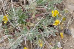 Image of pretty cinquefoil