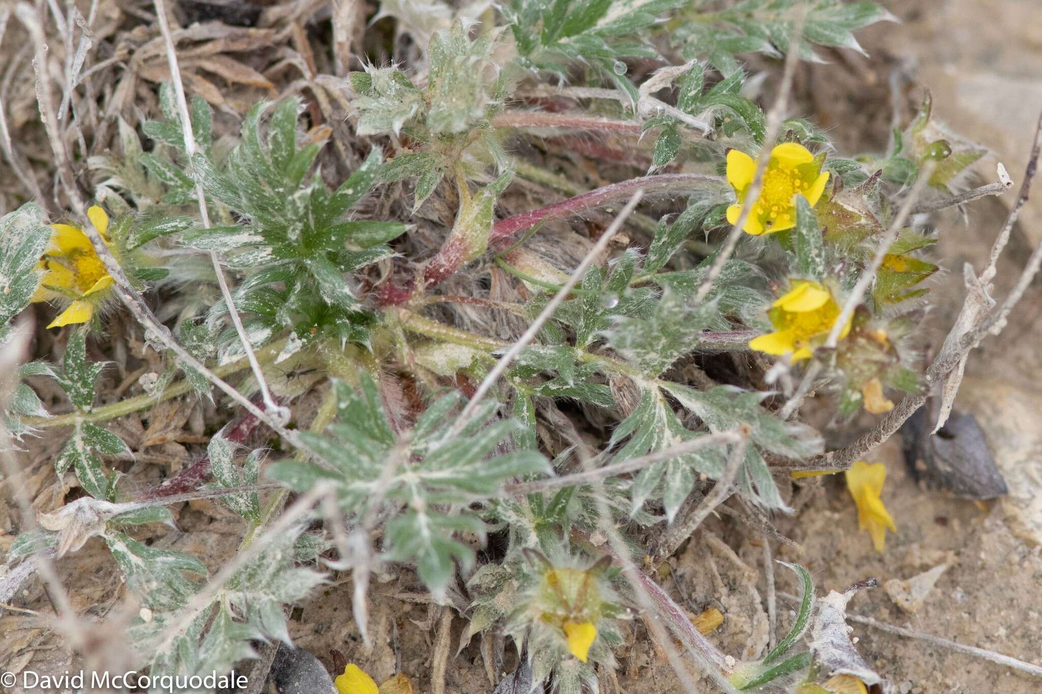 Image of pretty cinquefoil