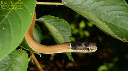 صورة Sibynophis chinensis (Günther 1889)