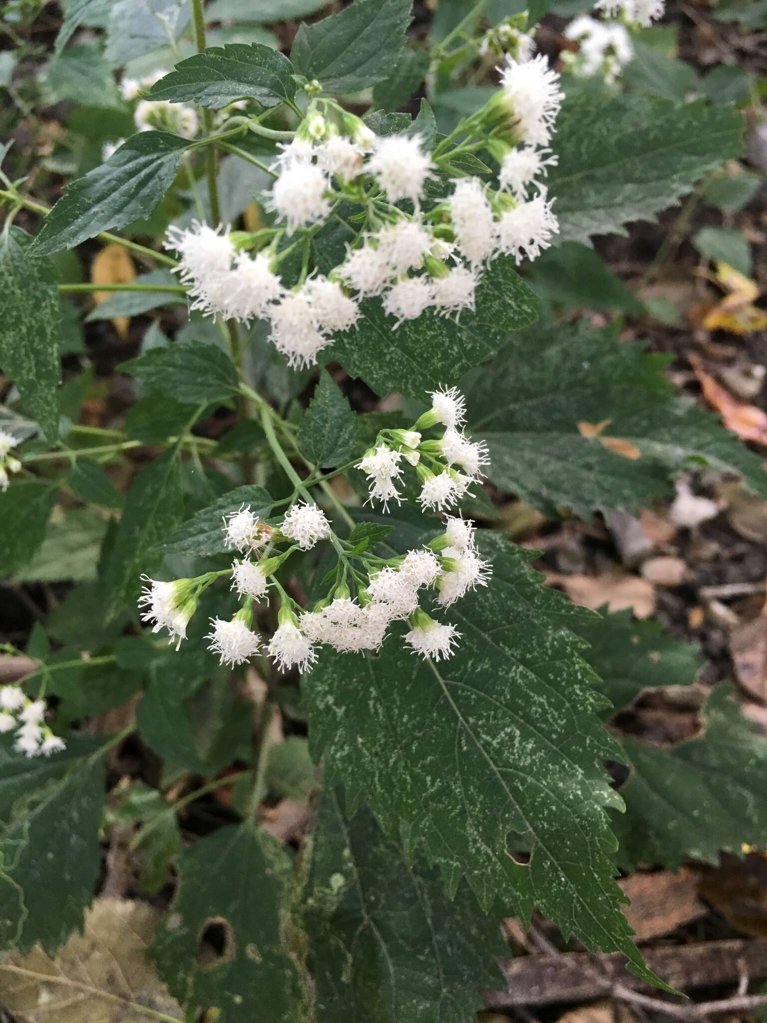 Plancia ëd Ageratina altissima (L.) R. King & H. Rob.