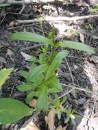 Image of Coastal Rose-Gentian