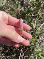 Image of Pacific false bindweed