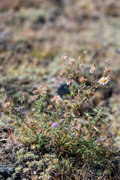 Plancia ëd Heteropappus altaicus (Willd.) Novopokr.