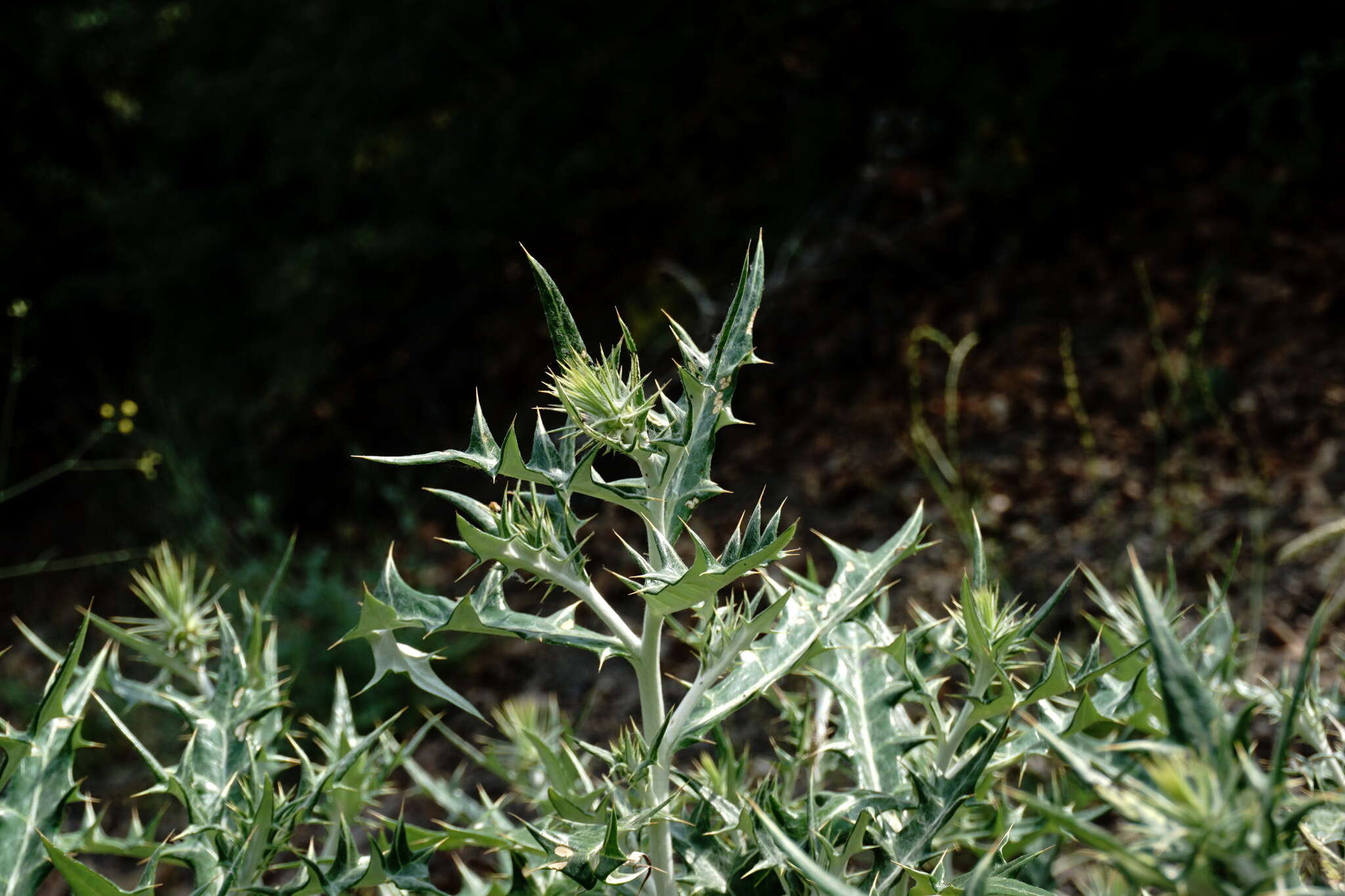 Image de Lamyropsis sinuata (Trautv.) Dittrich