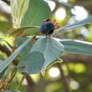 Image of Machilus velutina Champ. ex Benth.