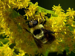 Imagem de Eristalis flavipes Walker 1849