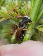 Image of Halictus poeyi Lepeletier 1841