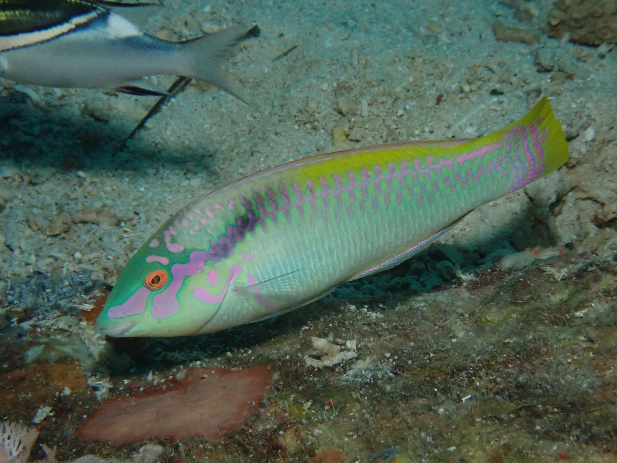 Image of Brownbanded wrasse