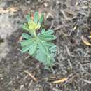 Image of Indigofera hispida Eckl. & Zeyh.