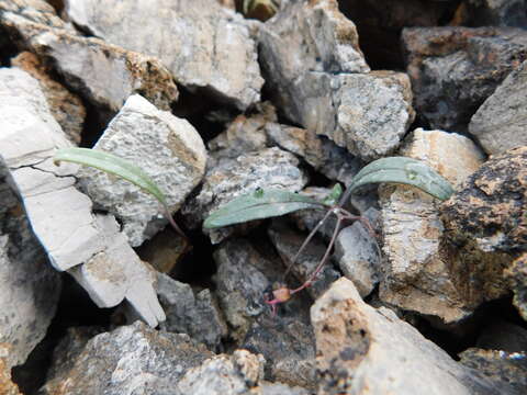 Image of Claytonia panamintensis Stoughton